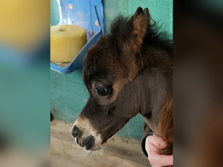 American Miniature Horse Hengst  in Markt Erlbach