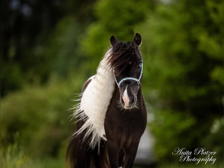 American Miniature Horse Hengst in Rauris