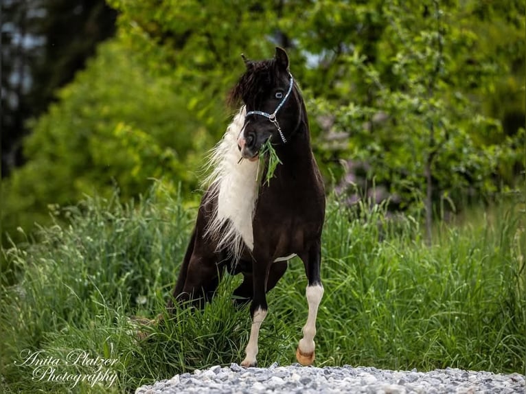 American Miniature Horse Hengst in Rauris