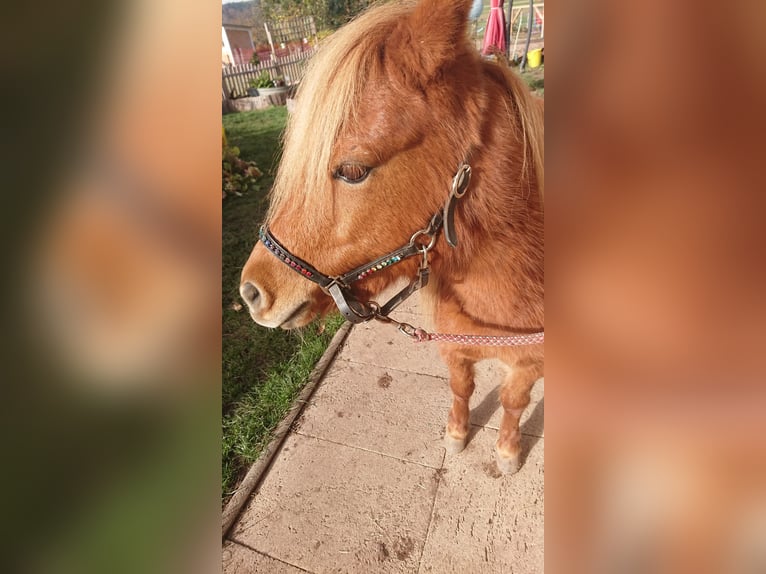 American Miniature Horse Mare 10 years 9,1 hh Chestnut-Red in Straubenhardt