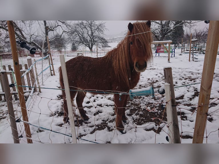 American Miniature Horse Mare 10 years 9,1 hh Chestnut-Red in Straubenhardt