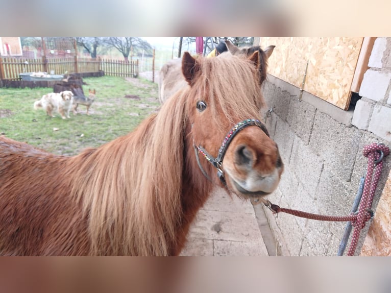 American Miniature Horse Mare 10 years 9,1 hh Chestnut-Red in Straubenhardt