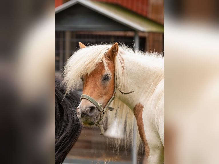 American Miniature Horse Mare 11 years 8,1 hh Cremello in Eging am See