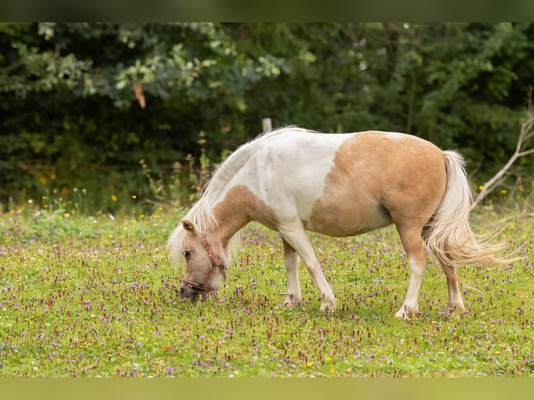 American Miniature Horse Mare 11 years 8,1 hh Cremello in Eging am See