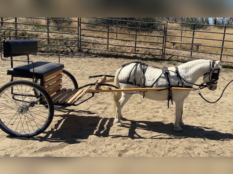 American Miniature Horse Mare 11 years 8,1 hh Gray in Pearblossom