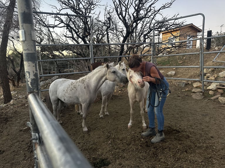 American Miniature Horse Mare 11 years 8,1 hh Gray in Pearblossom