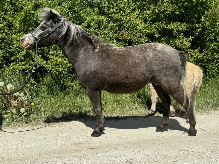 American Miniature Horse Mare 11 years 8 hh Leopard-Piebald in TainachTainach