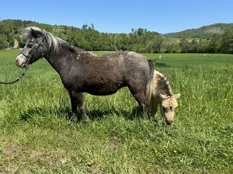 American Miniature Horse Mare 11 years 8 hh Leopard-Piebald in TainachTainach