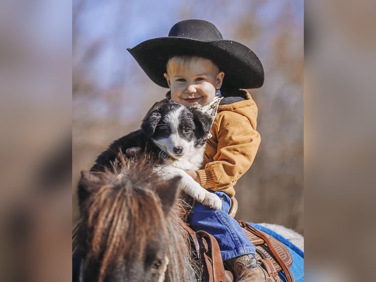 American Miniature Horse Mare 12 years 7,1 hh Roan-Blue in Lyles