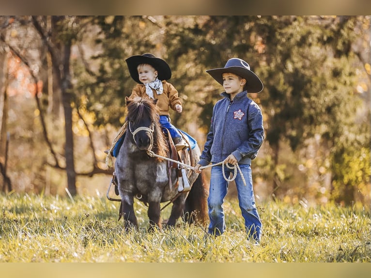 American Miniature Horse Mare 12 years 7,1 hh Roan-Blue in Lyles