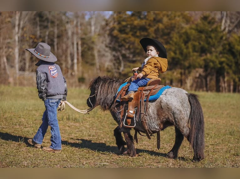 American Miniature Horse Mare 12 years 7,1 hh Roan-Blue in Lyles