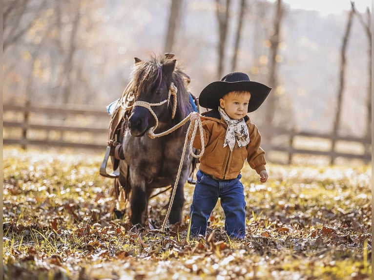 American Miniature Horse Mare 12 years 7,1 hh Roan-Blue in Lyles