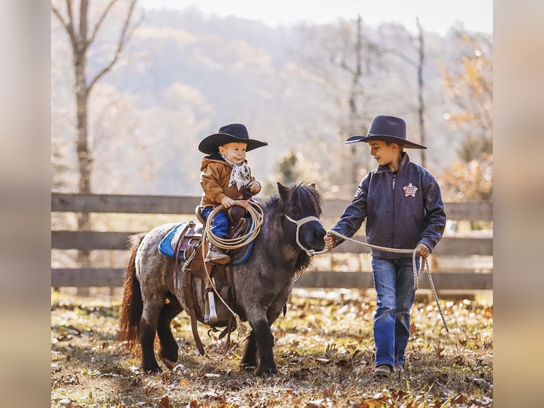 American Miniature Horse Mare 12 years 7,1 hh Roan-Blue in Lyles