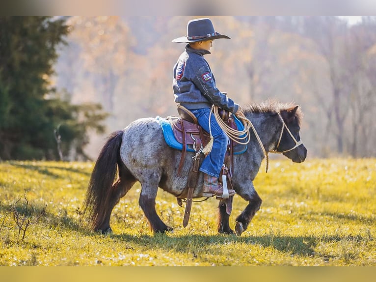 American Miniature Horse Mare 12 years 7,1 hh Roan-Blue in Lyles