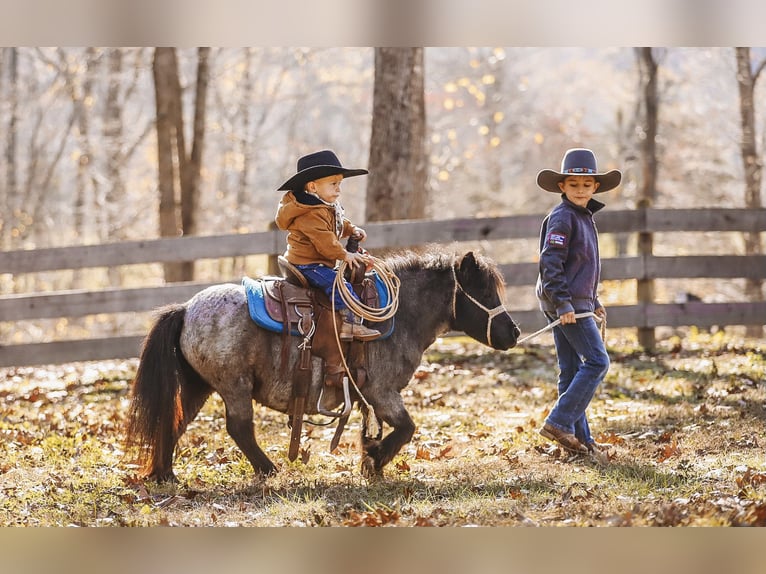 American Miniature Horse Mare 12 years 7,1 hh Roan-Blue in Lyles