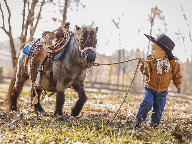 American Miniature Horse Mare 12 years 7,1 hh Roan-Blue in Lyles