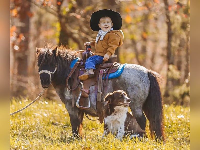 American Miniature Horse Mare 12 years 7,1 hh Roan-Blue in Lyles