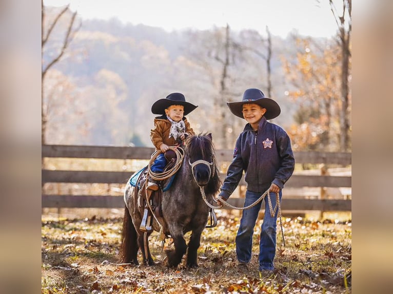 American Miniature Horse Mare 12 years 7,1 hh Roan-Blue in Lyles