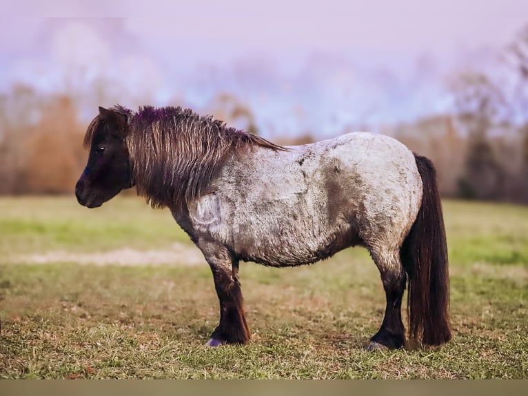 American Miniature Horse Mare 12 years 7,1 hh Roan-Blue in Lyles