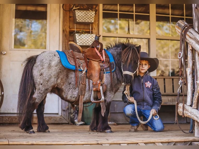 American Miniature Horse Mare 12 years 7,1 hh Roan-Blue in Lyles