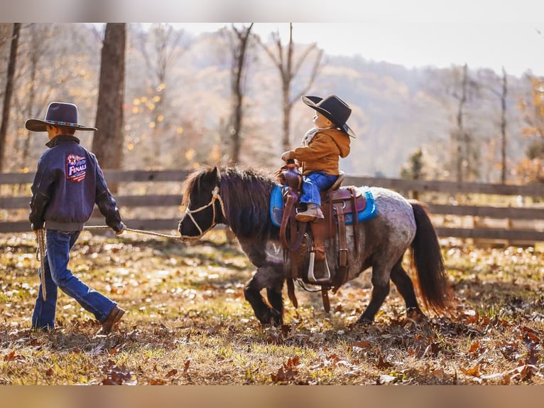 American Miniature Horse Mare 12 years 7,1 hh Roan-Blue in Lyles