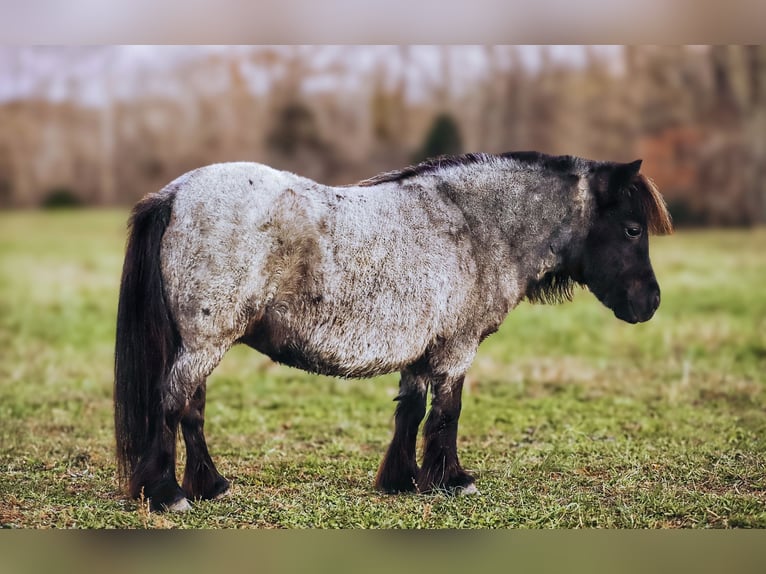 American Miniature Horse Mare 12 years 7,1 hh Roan-Blue in Lyles