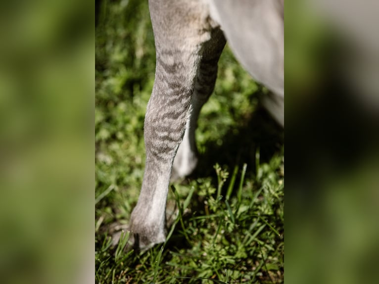 American Miniature Horse Mare 12 years 8,1 hh Leopard-Piebald in Tainach