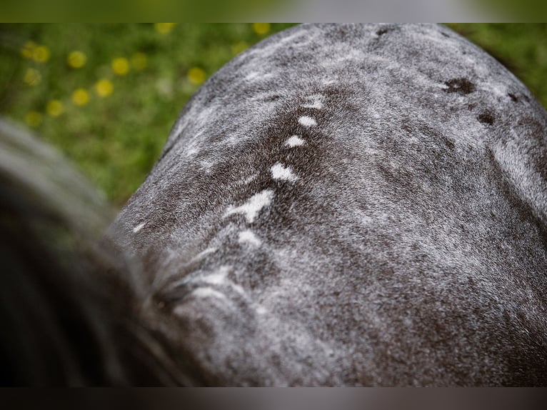 American Miniature Horse Mare 12 years 8,1 hh Leopard-Piebald in Tainach
