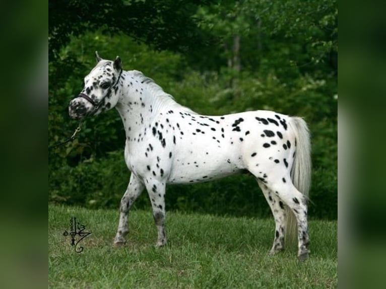 American Miniature Horse Mare 12 years 8,1 hh Leopard-Piebald in Tainach