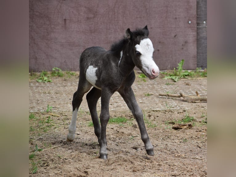 American Miniature Horse Mare 12 years 8,1 hh Leopard-Piebald in Tainach