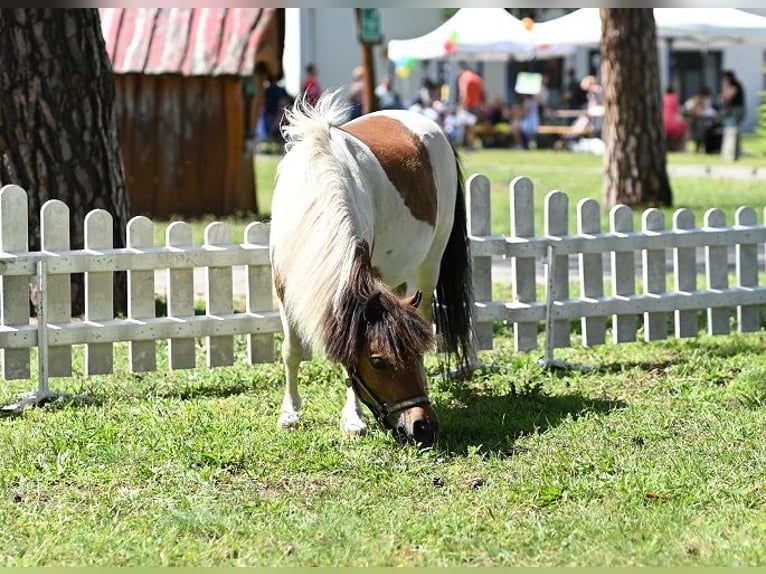 American Miniature Horse Mare 12 years Pinto in Reichenwalde