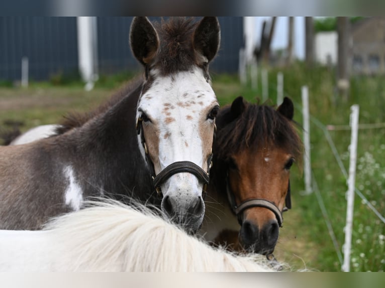 American Miniature Horse Mare 12 years Pinto in Reichenwalde
