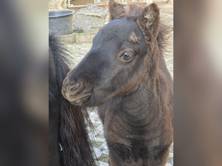 American Miniature Horse Mare 13 years 7.2 hh Pinto in Büdingen