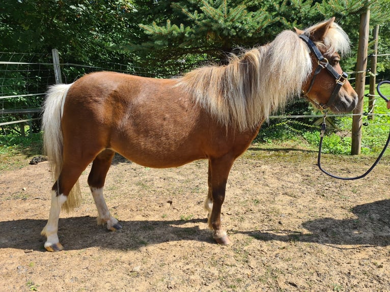 American Miniature Horse Mare 13 years 7.2 hh Pinto in Büdingen