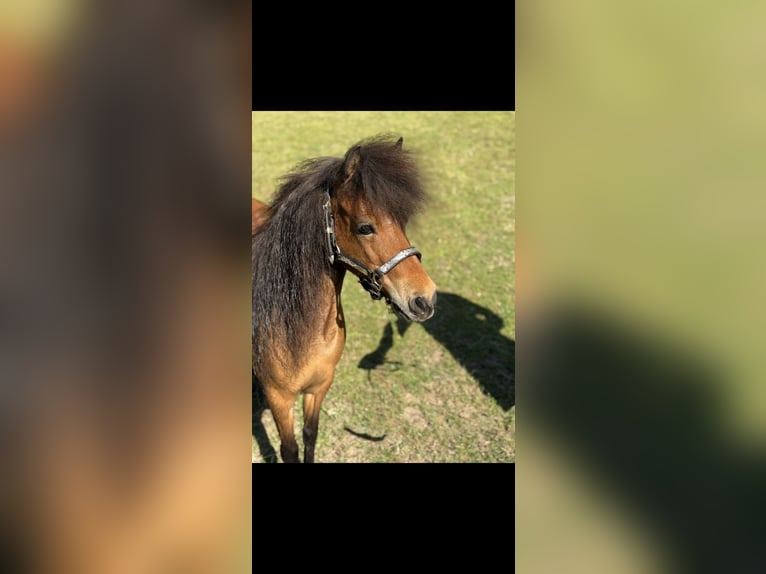 American Miniature Horse Mare 13 years 8 hh Brown in Freudenberg