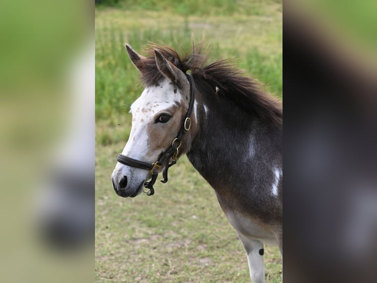 American Miniature Horse Mare 13 years Pinto in Reichenwalde