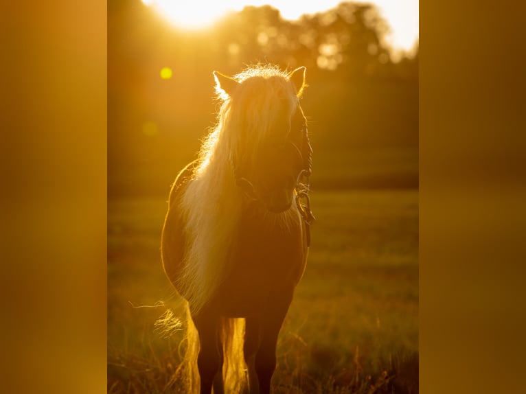 American Miniature Horse Mix Mare 14 years 6.3 hh Chestnut-Red in Gossau ZH