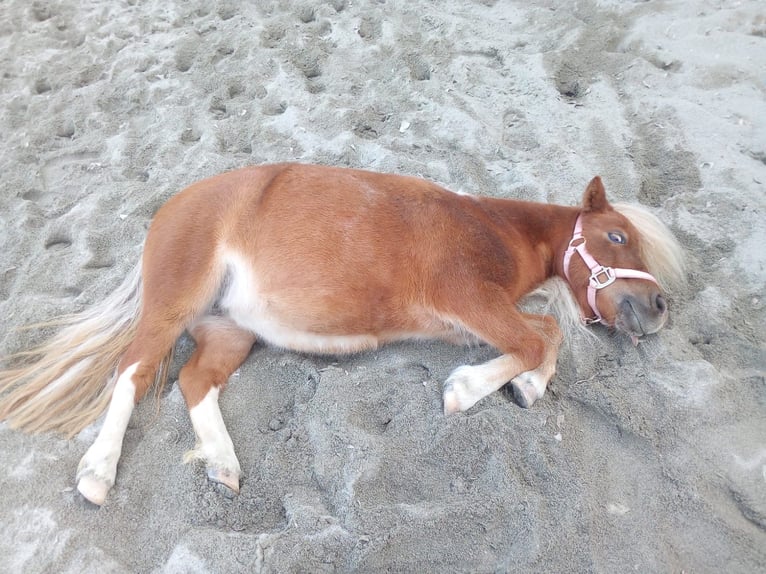 American Miniature Horse Mix Mare 14 years 6.3 hh Chestnut-Red in Gossau ZH