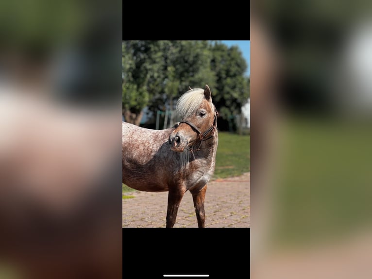American Miniature Horse Mare 14 years 8,2 hh Leopard-Piebald in Michelau in Oberfranken