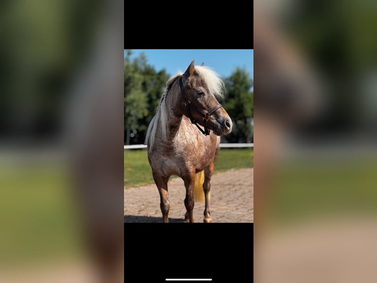 American Miniature Horse Mare 14 years 8,2 hh Leopard-Piebald in Michelau in Oberfranken