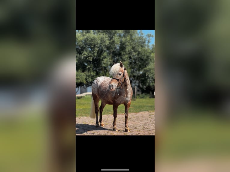 American Miniature Horse Mare 14 years 8,2 hh Leopard-Piebald in Michelau in Oberfranken