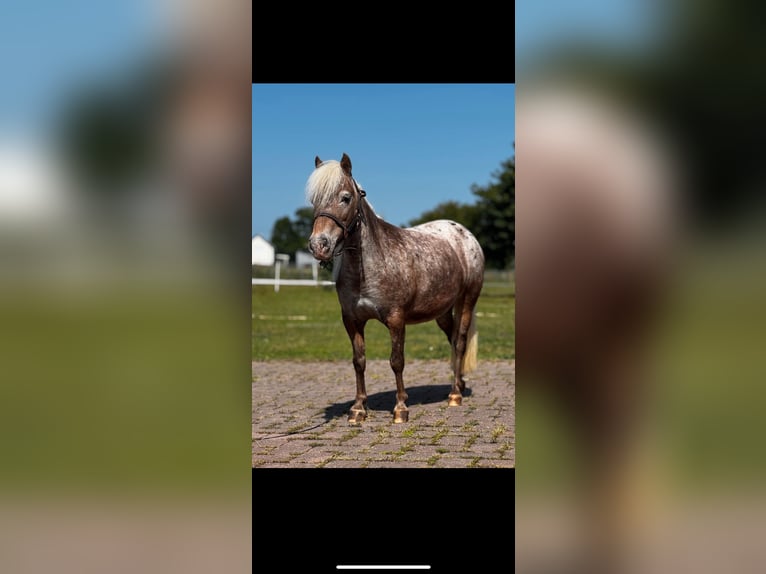 American Miniature Horse Mare 14 years 8,2 hh Leopard-Piebald in Michelau in Oberfranken