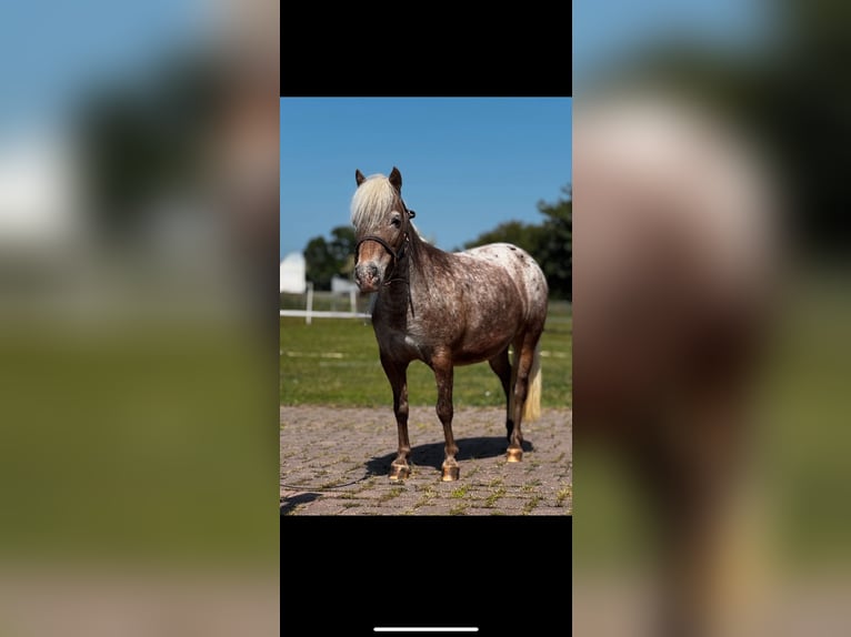 American Miniature Horse Mare 14 years 8,2 hh Leopard-Piebald in Michelau in Oberfranken