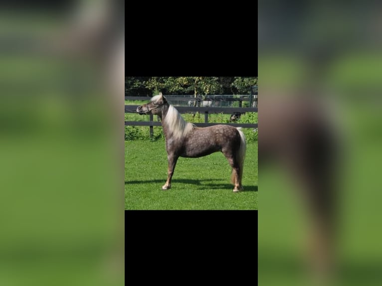 American Miniature Horse Mare 18 years 8,2 hh Gray in Brilon