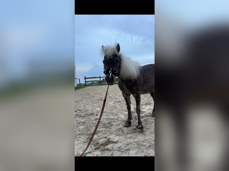 American Miniature Horse Mare 18 years 8,2 hh Gray in Brilon