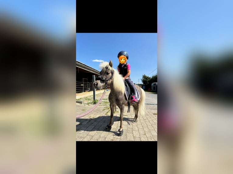 American Miniature Horse Mare 18 years 8,2 hh in Winterberg