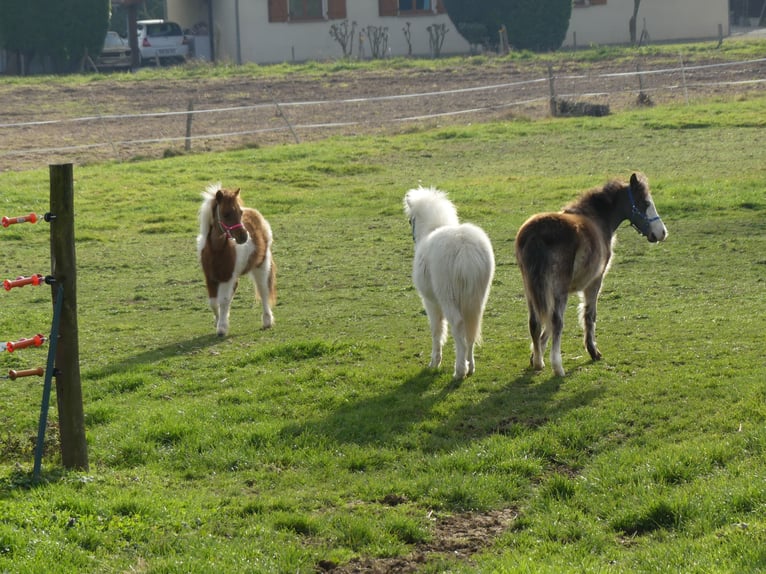 American Miniature Horse Mare 1 year Overo-all-colors in PONLAT-TAILLEBOURG