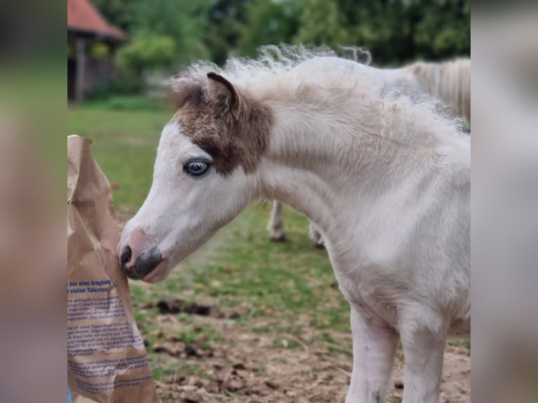 American Miniature Horse Mare 1 year Tovero-all-colors in Söhlde