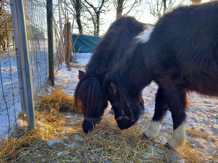 American Miniature Horse Mare 2 years 10,2 hh Pinto in Gettnau