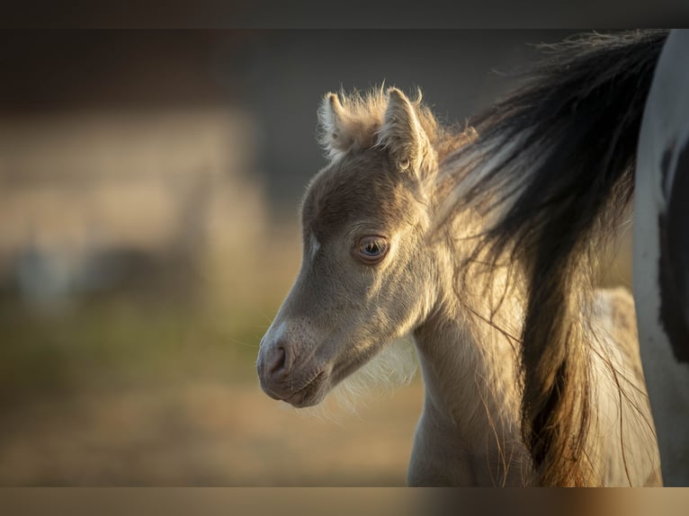 American Miniature Horse Mare 2 years 7,2 hh Champagne in Loye sur Arnon